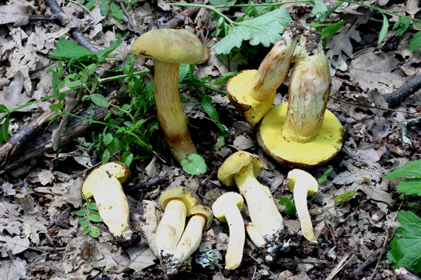 Trovati nella cerreta di Goriano Sicoli AQ 19.6.11